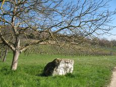 Weil am Rhein Weiler Weinweg 017.jpg